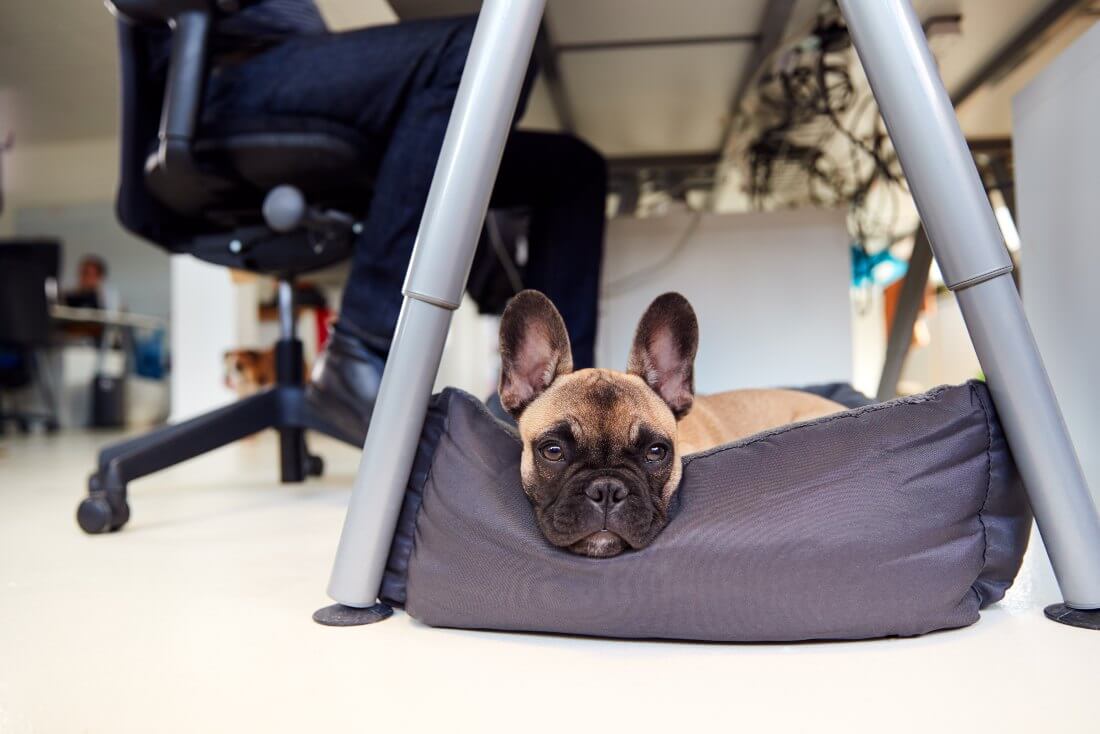 A dog under a desk in the office