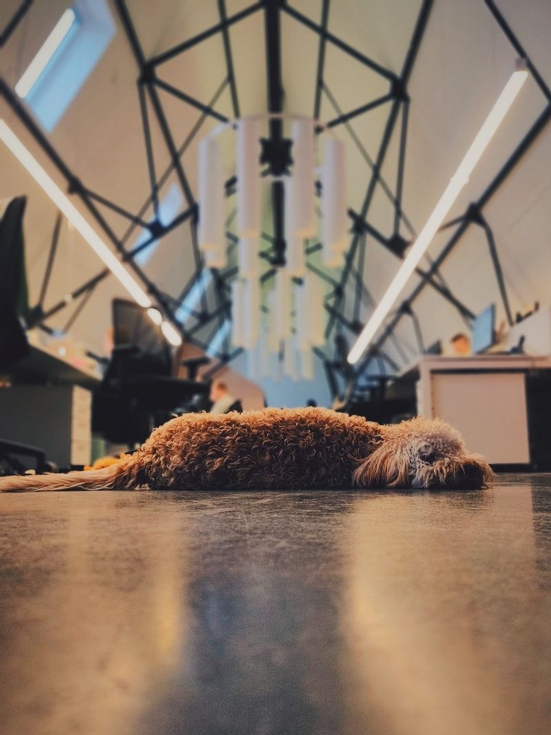 dog laid down in the office
